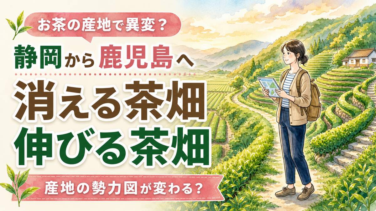 日本茶 2050年の産業構造転換を象徴する平坦地の大規模茶畑と機械化風景